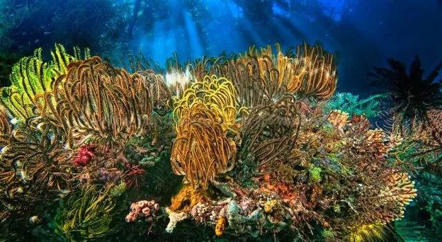 虫虫助手下载